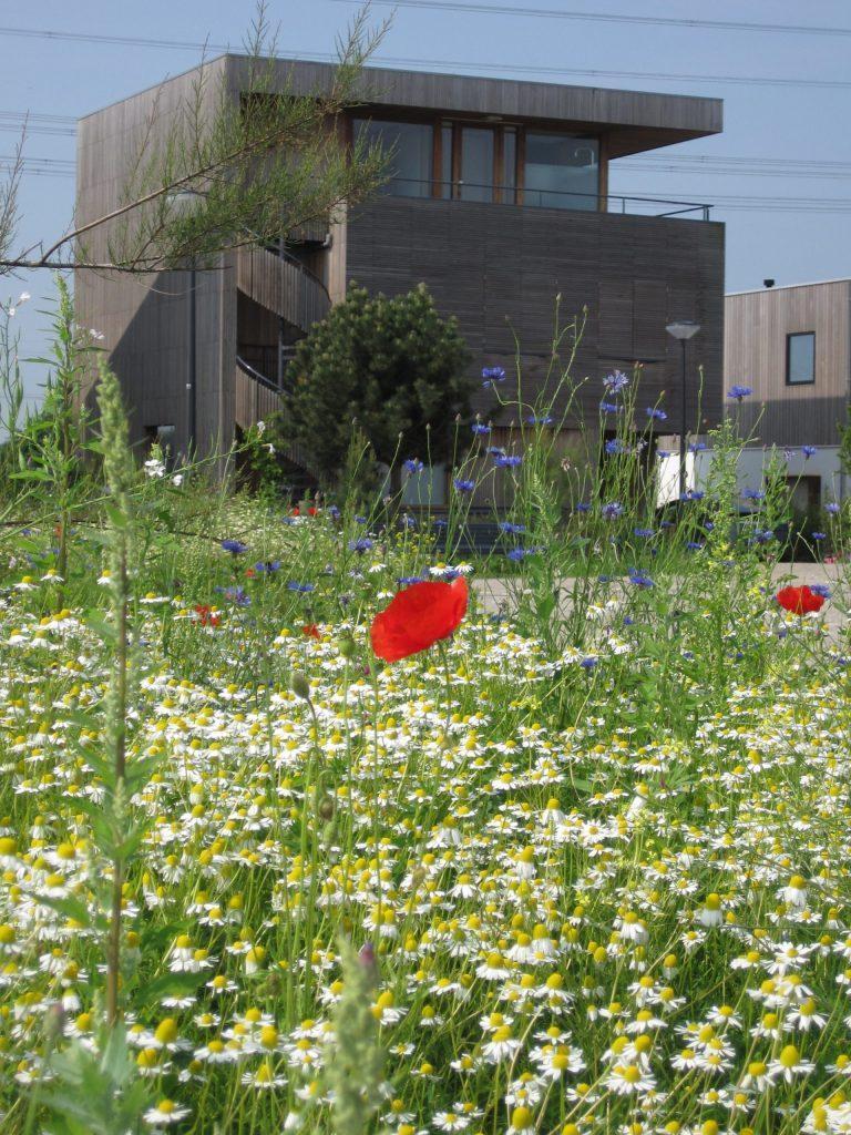 Foto beplanting Rieteiland Oost